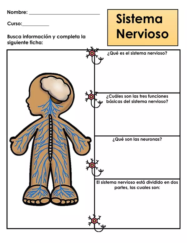 Guía de trabajo - Sistema nervioso