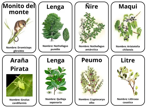 Seres vivos Chilenos
