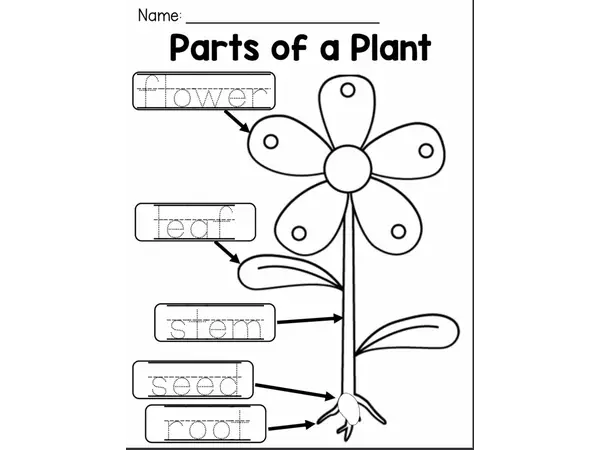 Parts of a plant and label