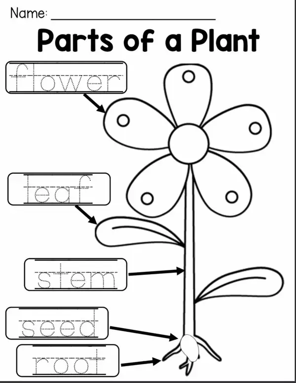 Parts of a plant and label