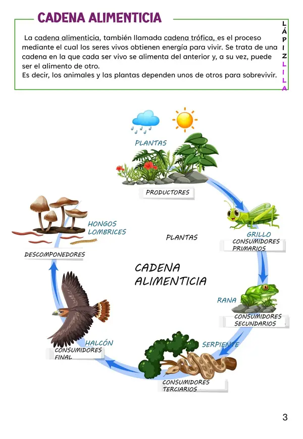 LA CADENA ALIMENTARIA