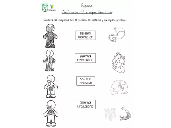 Sistemas del cuerpo humano