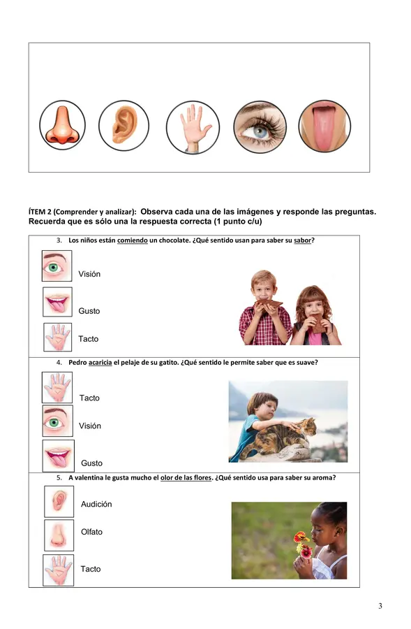 Evaluación los sentidos Primero Básico