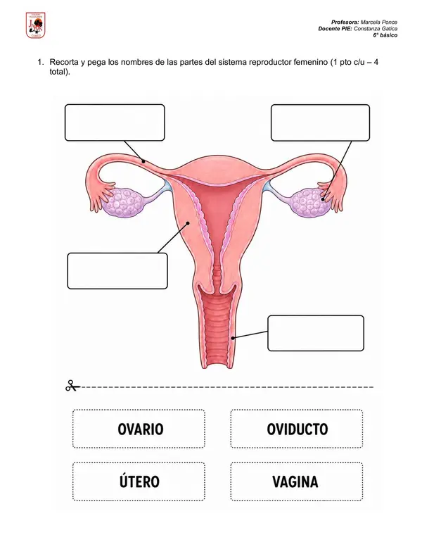 PRUEBA PUBERTAD Y SISTEMA REPRODUCTOR