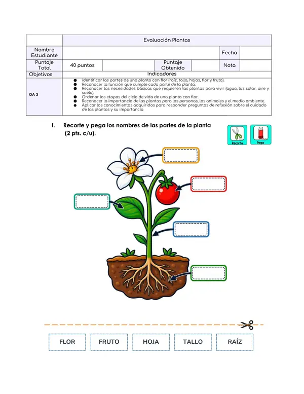 Evaluación Las Plantas 🌱 | Ciencias Naturales OA 3 | 40 puntos