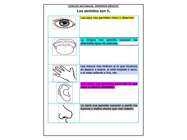 Guía de aprendizaje de los cinco sentidos 