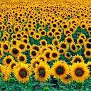 Mil Girasoles - @mil.girasoles