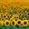 Mil Girasoles - @mil.girasoles
