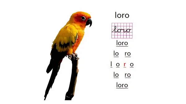 PRIMER DÍA LECCIÓN LORO 