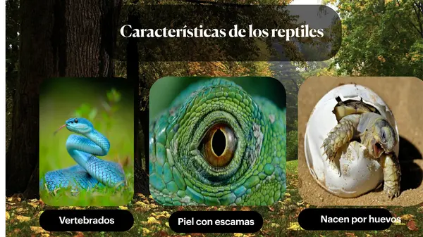 reptiles