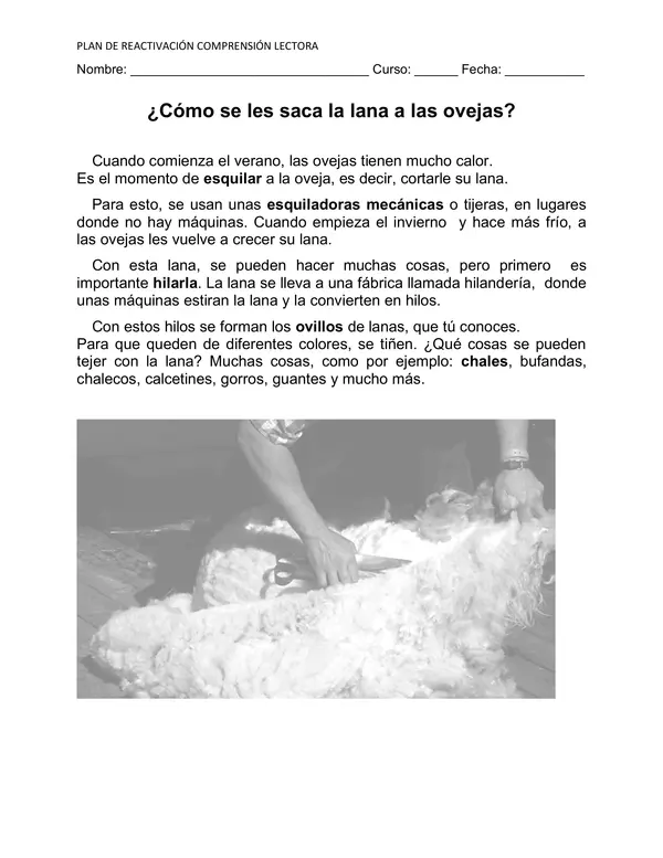 Como se saca la lana de ovejas