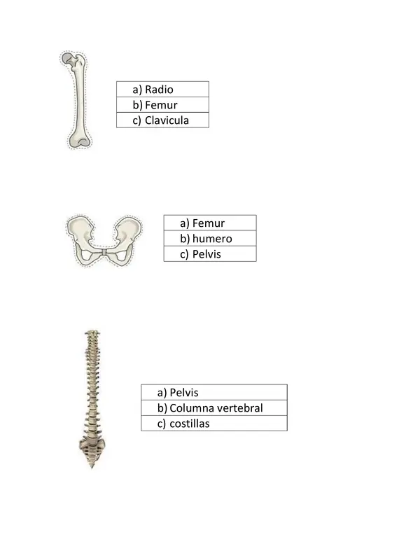 Sistema esquelético y muscular
