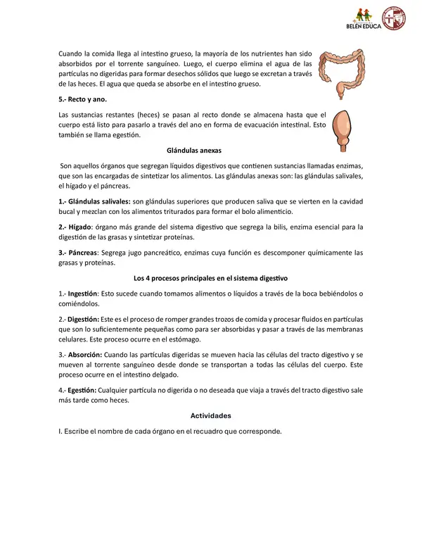 sistema digestivo y sistema circulatorio