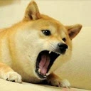 Shiba - Ductor - @shiba.ductor