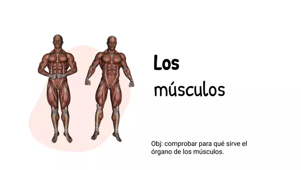 Clase explicativa sobre los músculos