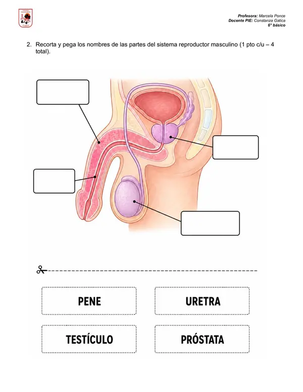 PRUEBA PUBERTAD Y SISTEMA REPRODUCTOR