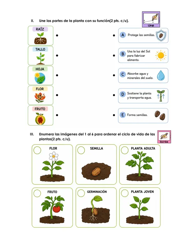 Evaluación Las Plantas 🌱 | Ciencias Naturales OA 3 | 40 puntos