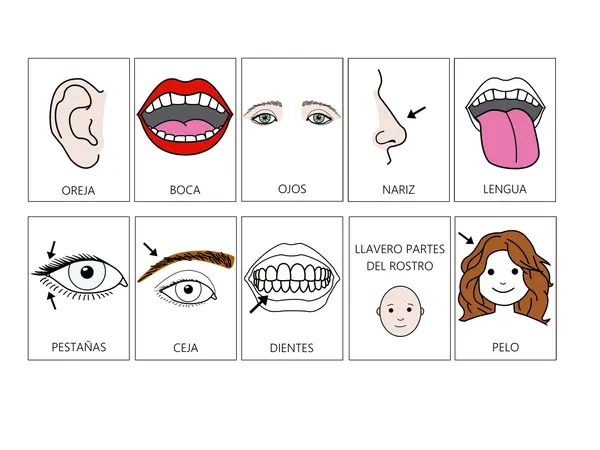 Llavero de Pictogramas: Partes del Rostro