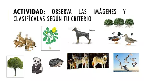 Niveles de organización 