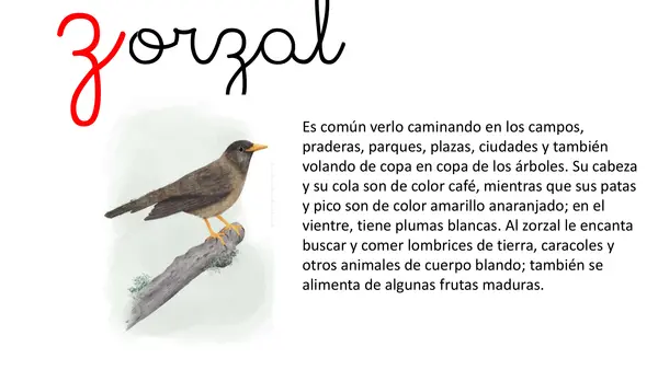 Lección 13 Zorzal Parte 2 Mayúsculas Método Matte