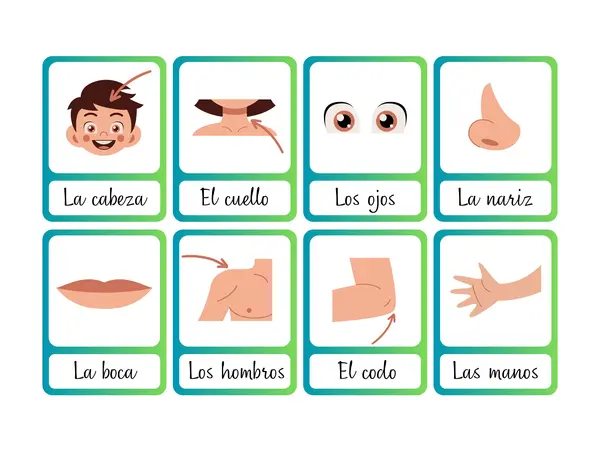 Tarjetas de las partes del cuerpo