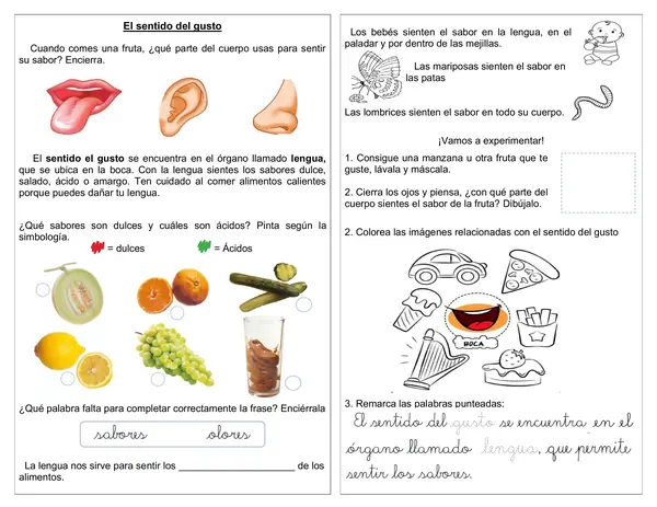 Guía de ciencia 1° año básico "El gusto" 