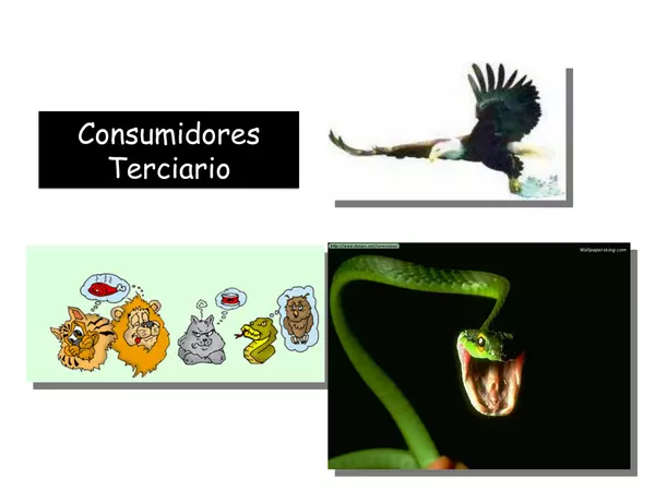 Presentacion, Traspaso de ENErgia, sexto basico, 