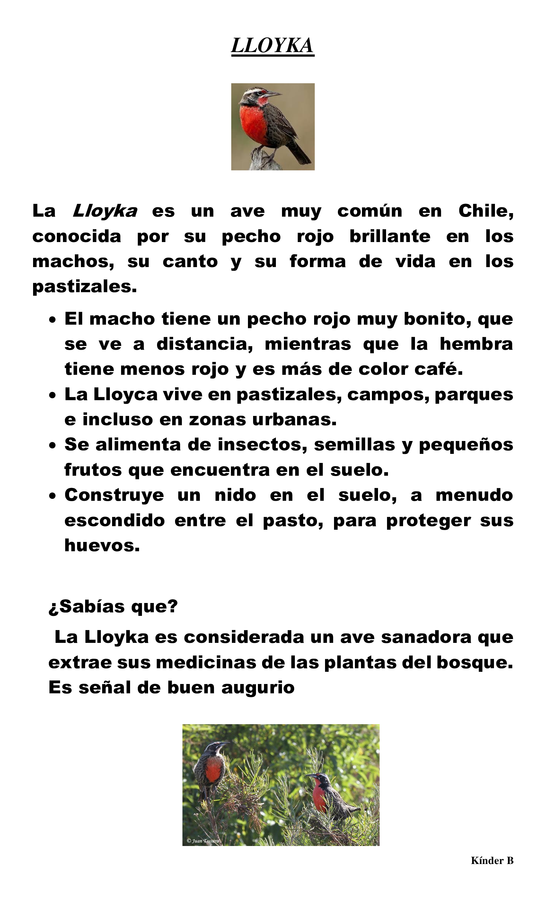 Informacion Lloyka