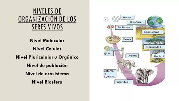 Niveles de organización 