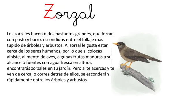 Lección 13 Zorzal Parte 2 Mayúsculas Método Matte
