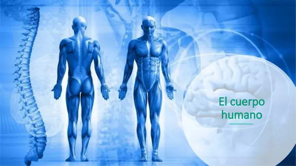 Presentacion  El cuerpo Humano, Octavo Basico, Cs Naturales