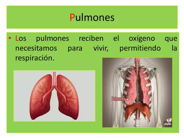 Cuerpo humano: Corazón, pulmones y estómago"