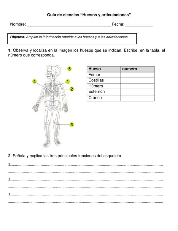 Guía "Huesos y articulaciones" 2° año básico.