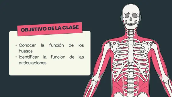 2° básico - El esqueleto