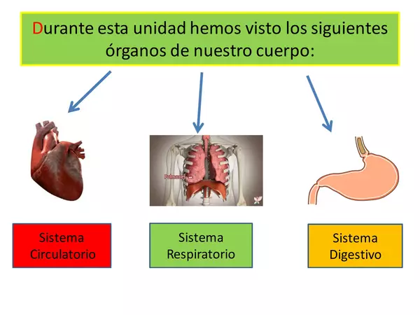 Cuerpo humano: Corazón, pulmones y estómago"