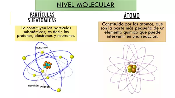 Niveles de organización 