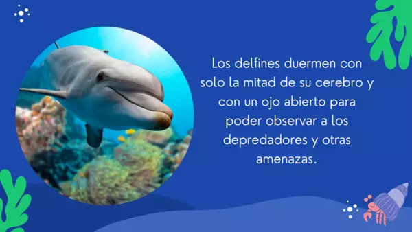 Dato curioso animales marinos "delfin"