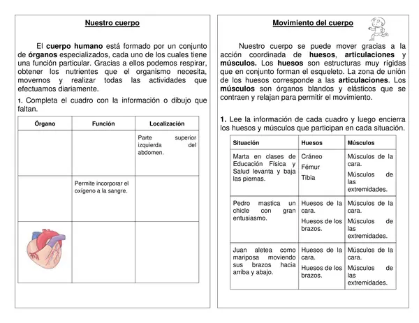 Guía de síntesis "órganos de nuestro cuerpo" 2° año básico