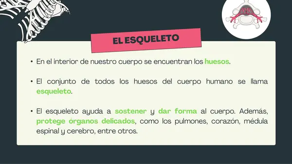 2° básico - El esqueleto