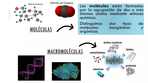 Niveles de organización 