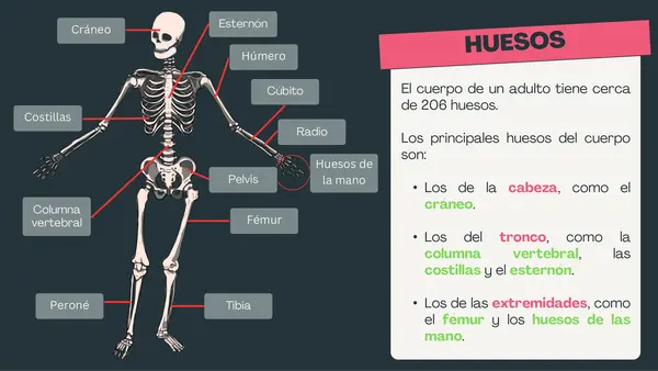 2° básico - El esqueleto