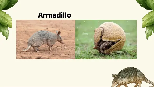 Reacciones de los seres vivos