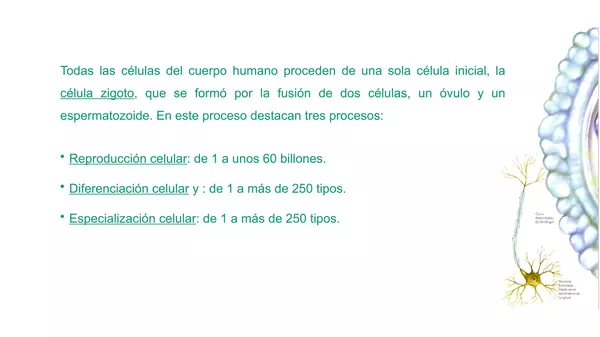 Presentacion  El cuerpo Humano, Octavo Basico, Cs Naturales