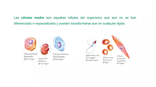 Presentacion  El cuerpo Humano, Octavo Basico, Cs Naturales