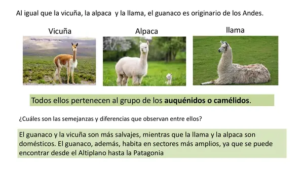 Guanaco Lección 5 Parte 2 Método Matte