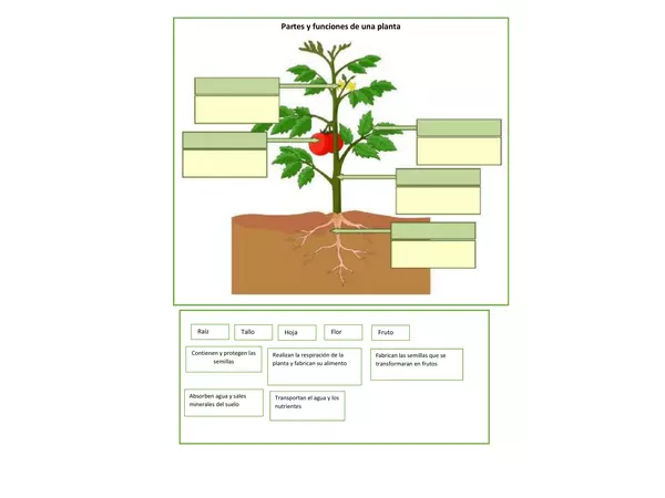 Partes de una planta